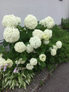 市原様邸紫陽花1