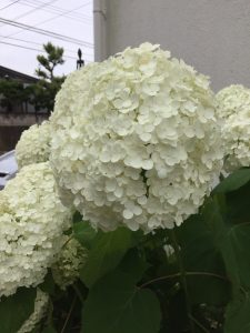 市原様邸紫陽花6